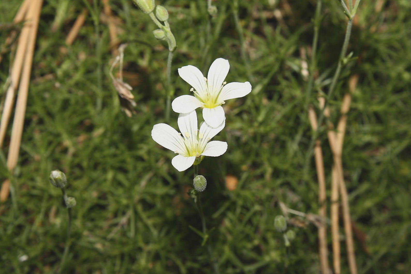 Cherleria (=Minuartia) laricifolia subsp. ophiolitica / Minuartia del serpentino